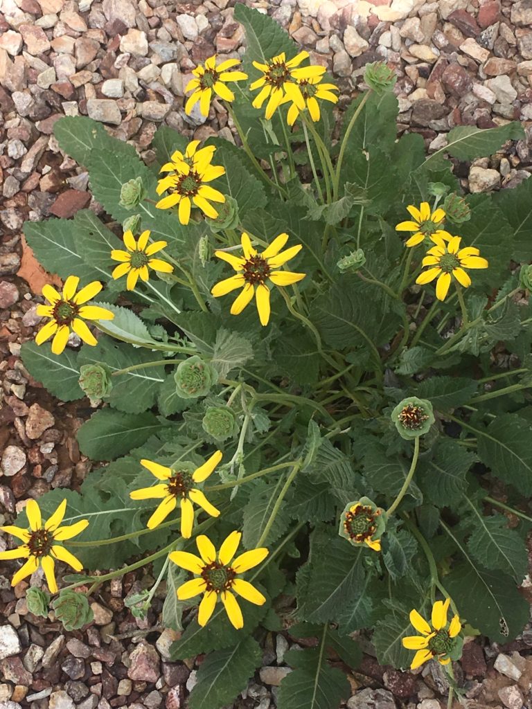 Chocolate Flowers