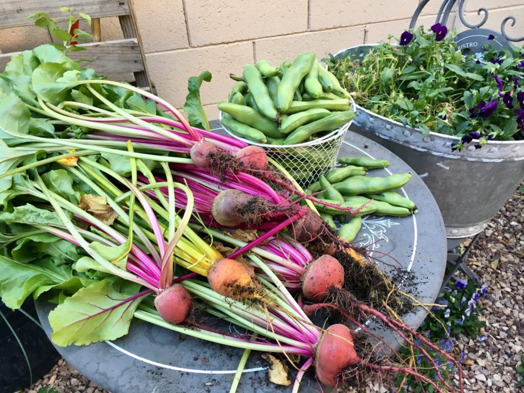 Winter harvested beetroot