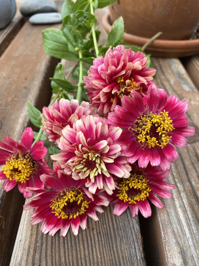 Mazurkia Zinnias