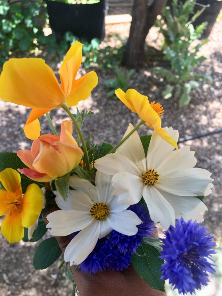 Posy featuring Cosmos bipinatus white