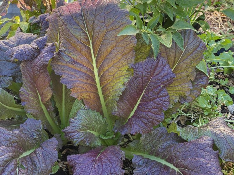 Winter Lettuce
