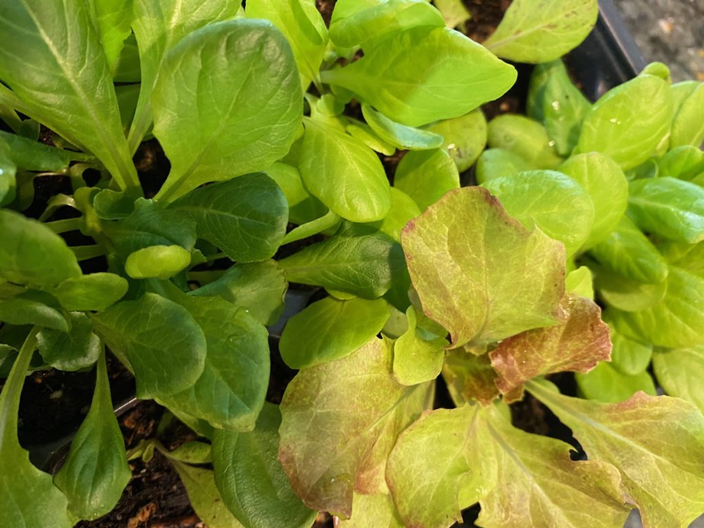 Healthy Seedlings Grown Under Grow Lights