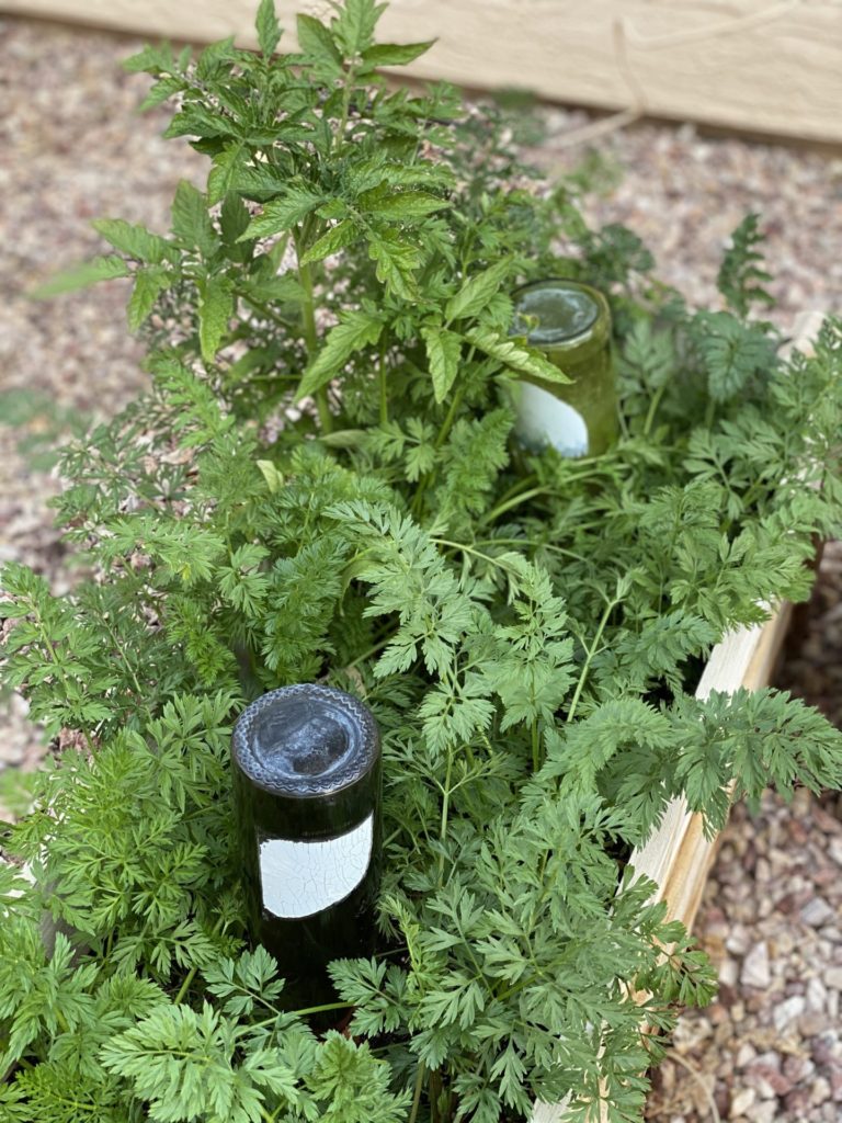 Wine bottles in clay stakes