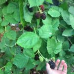 Blackberries Ready for Picking