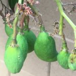 Young mangoes