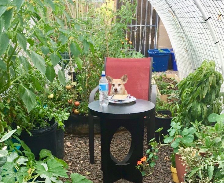 Whiski Owning the Hoop House