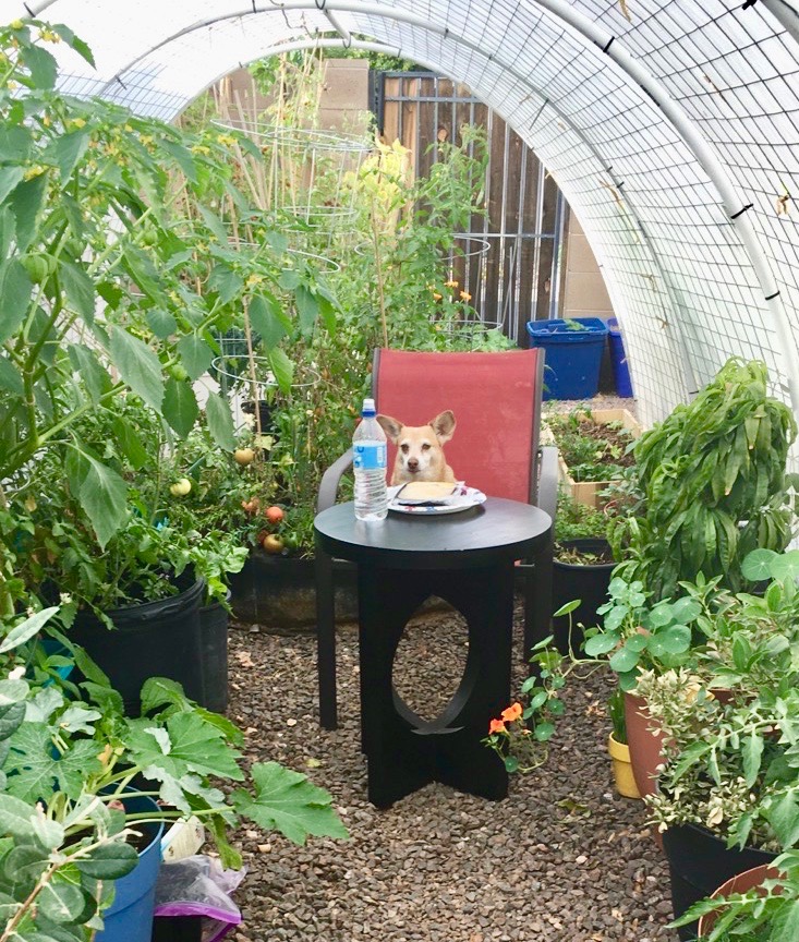 Whiski Owning the Hoop House