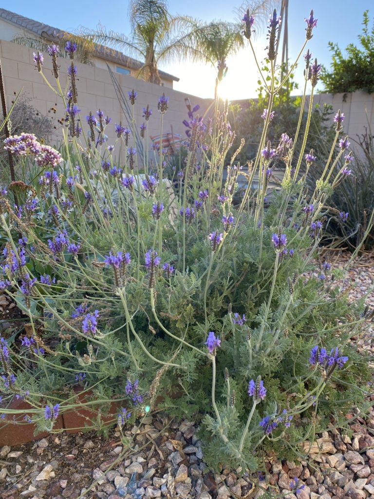 How To Grow Lavender In The Desert