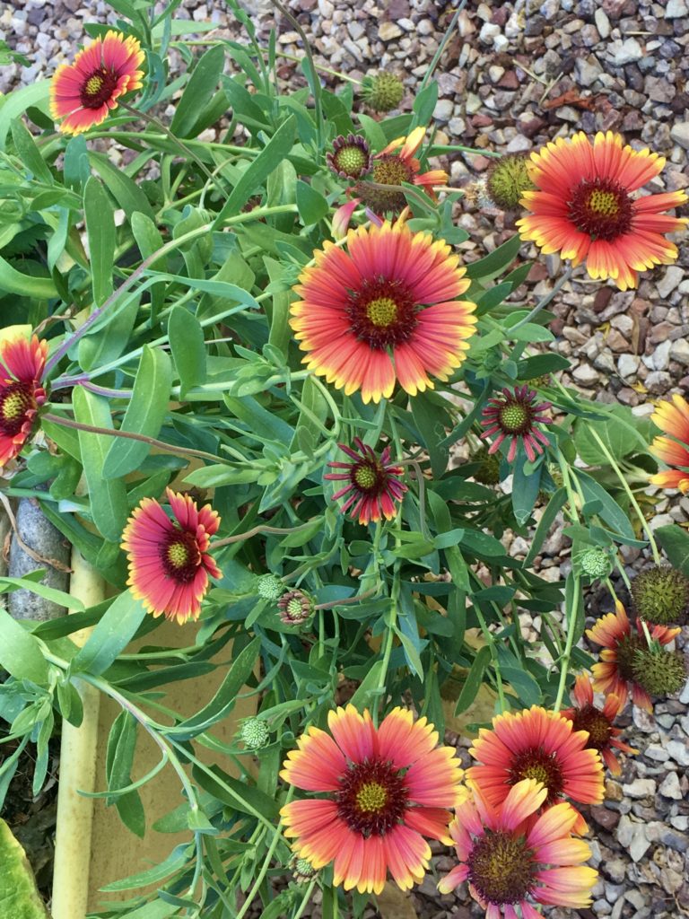 Gaillardia