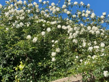 Lady Banks Rose