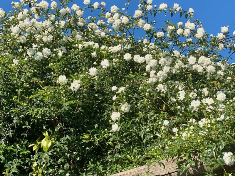 Vining Plants For The Desert Garden