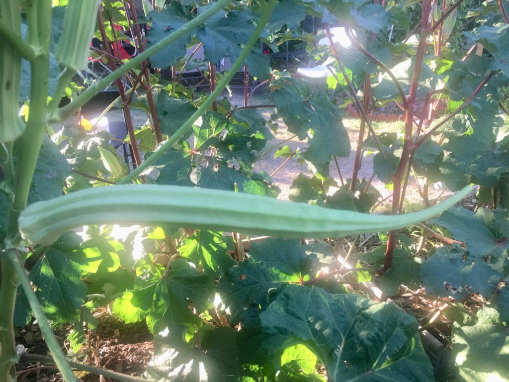 Large Okra pod