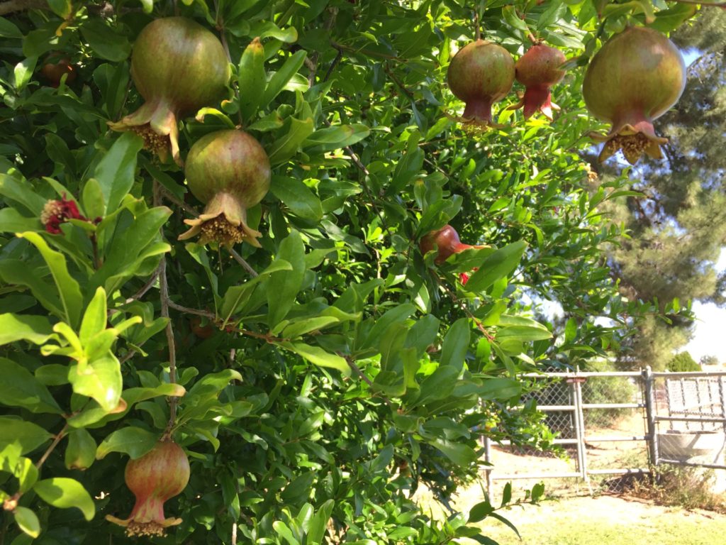 Ripening Pomegranates