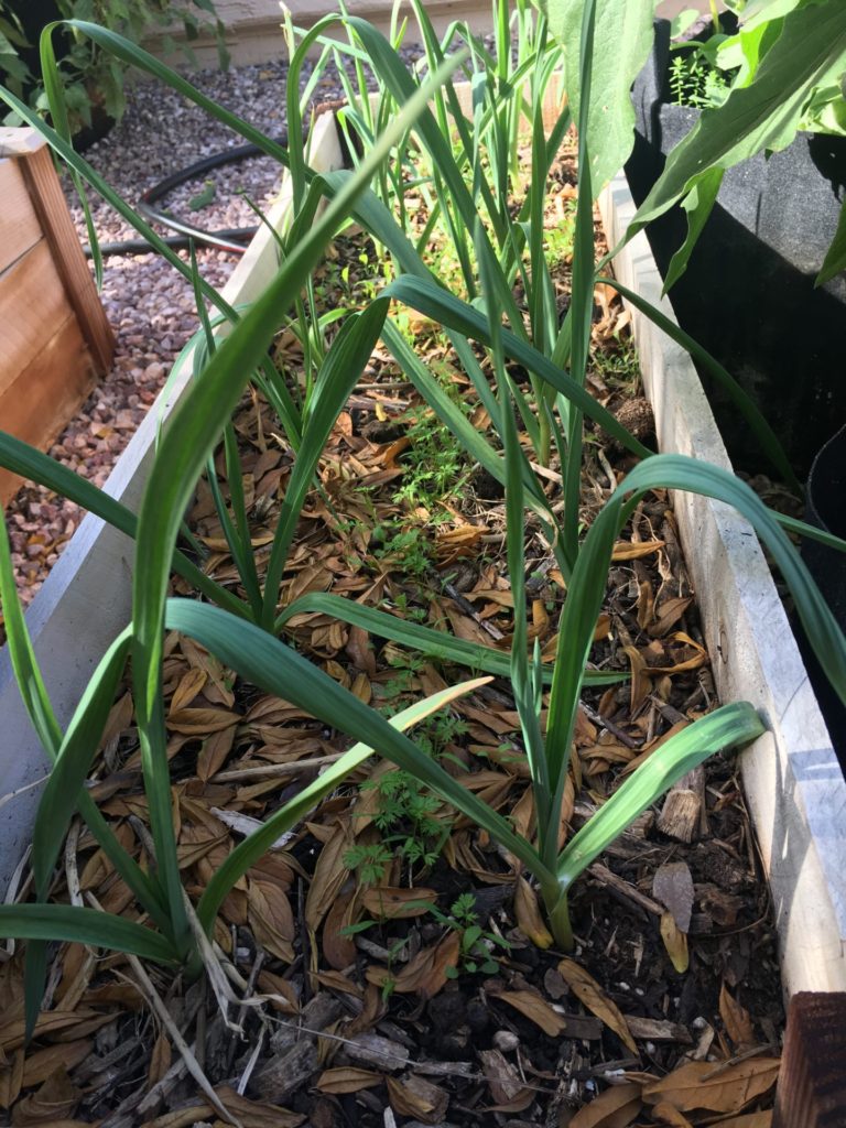 Container Grown Garlic