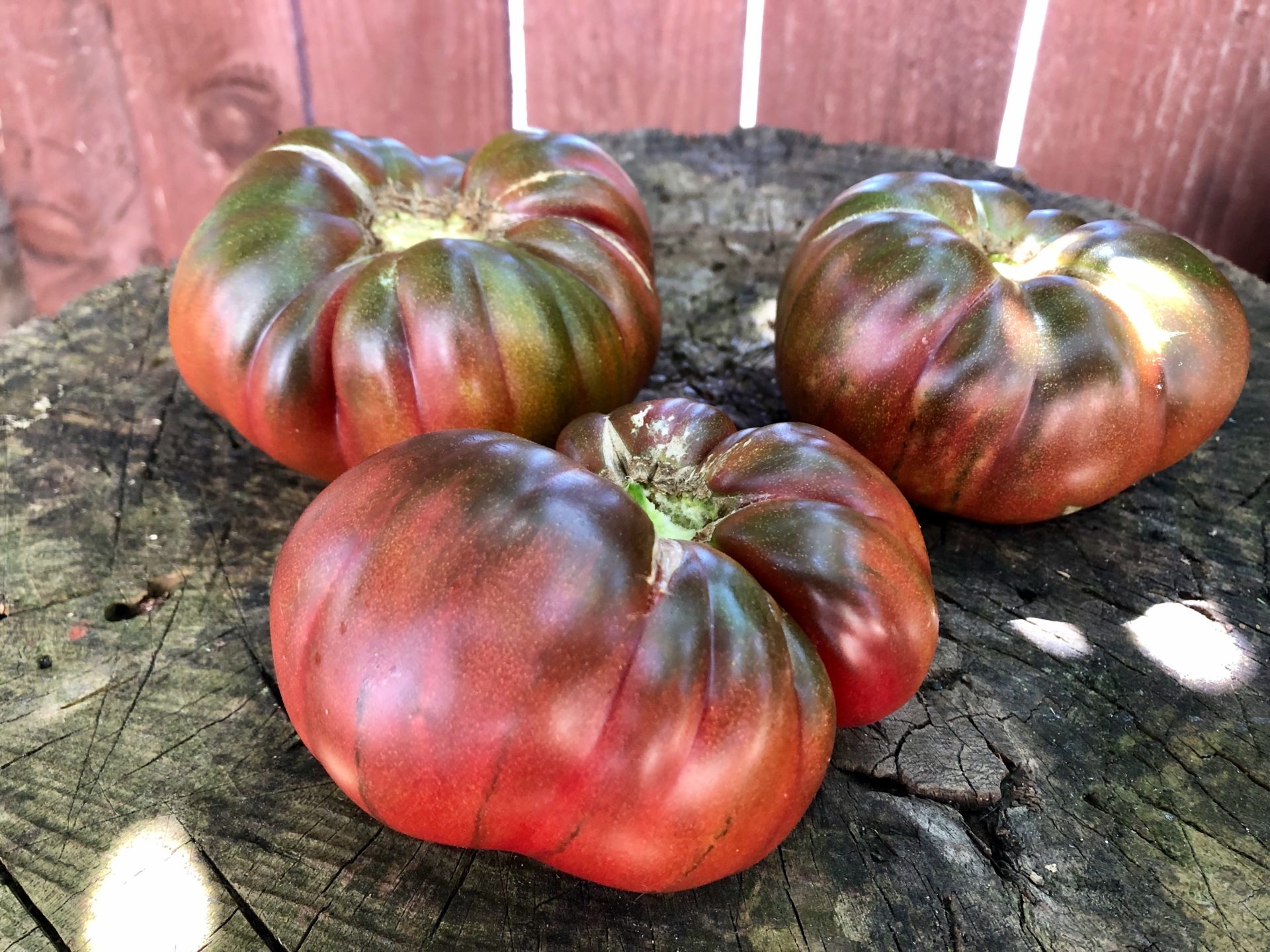 Tomatoes 2020