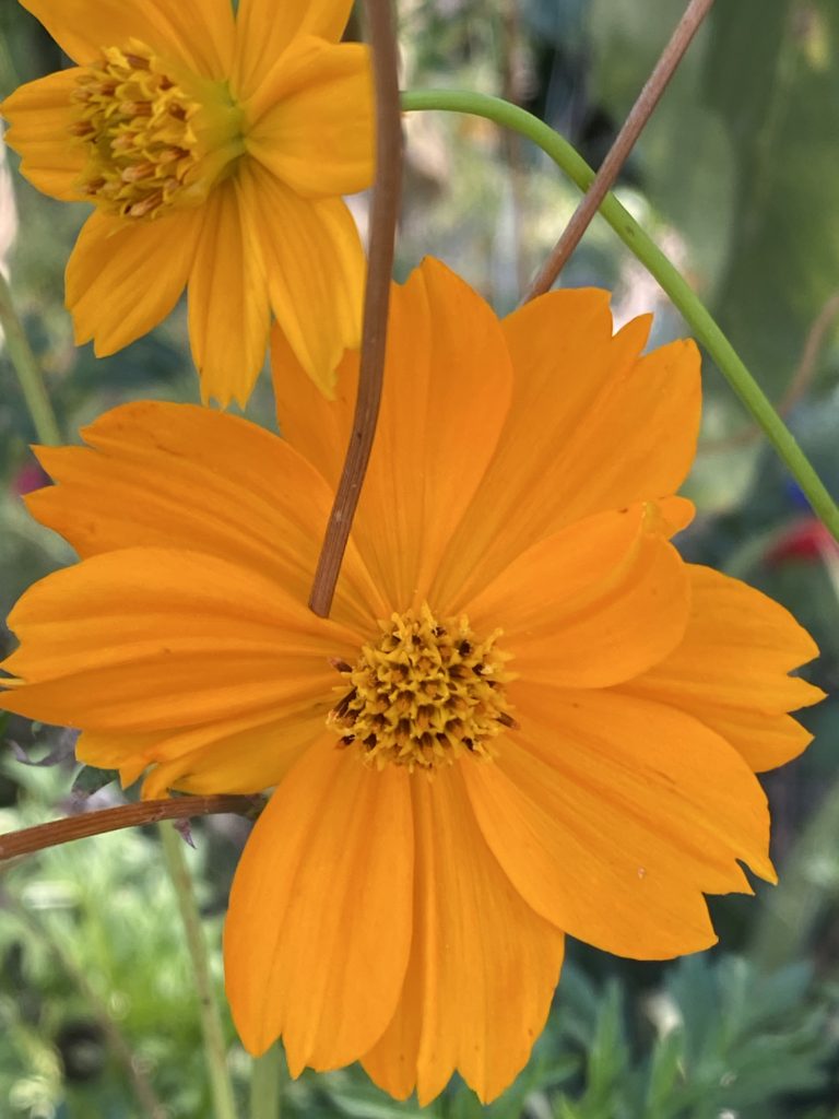 Orange Cosmos