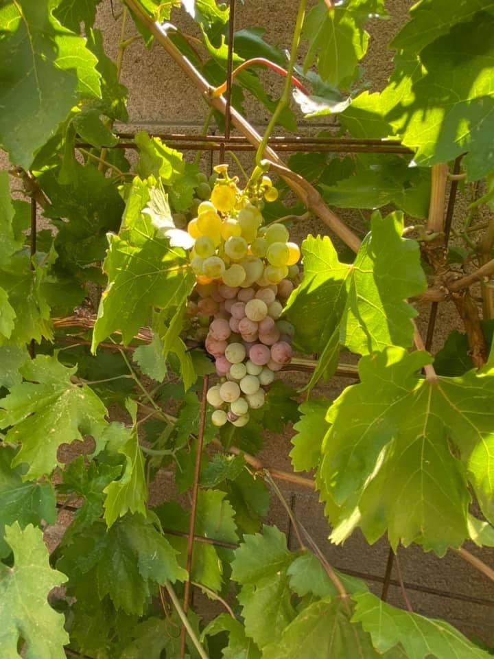 Grapes Almost Ready For Harvest