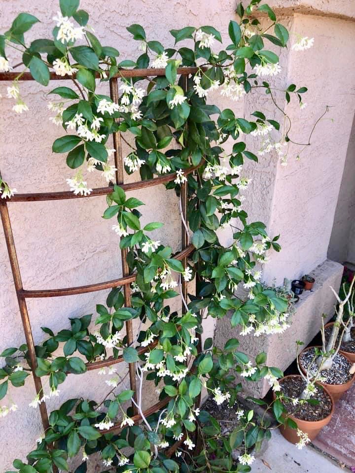 Jasmine in Bloom