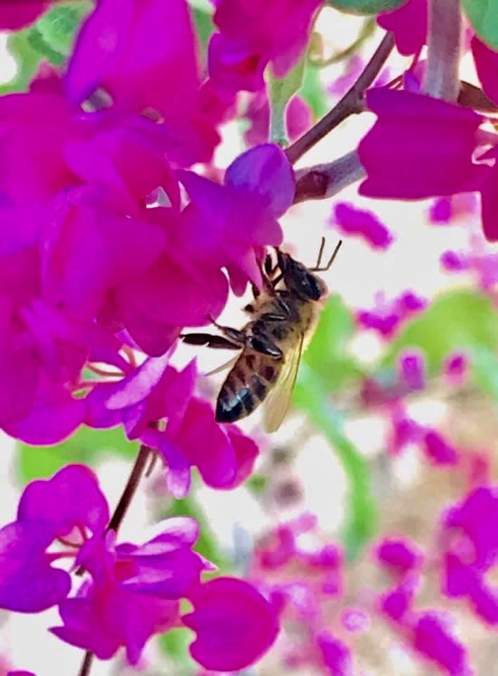 Bee on Queen's Wreath Vine