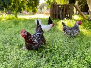 Chickens foraging