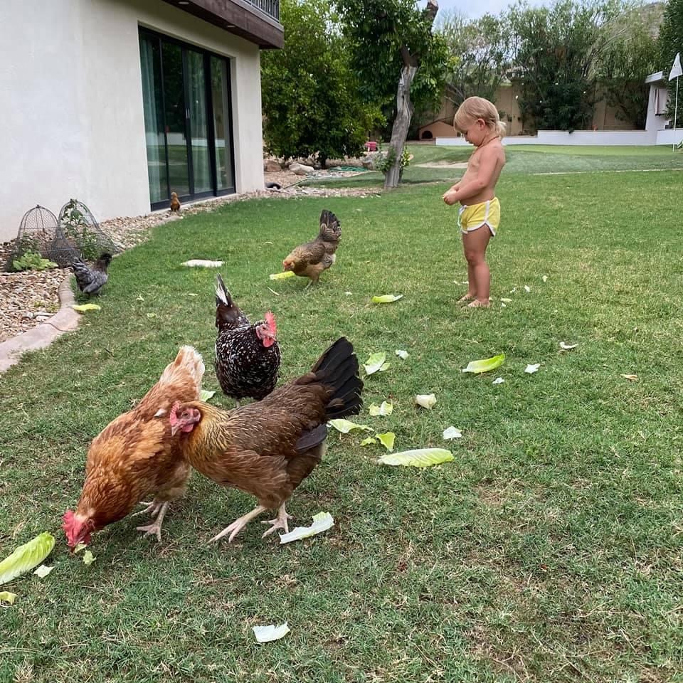 Chickens eating lettuce