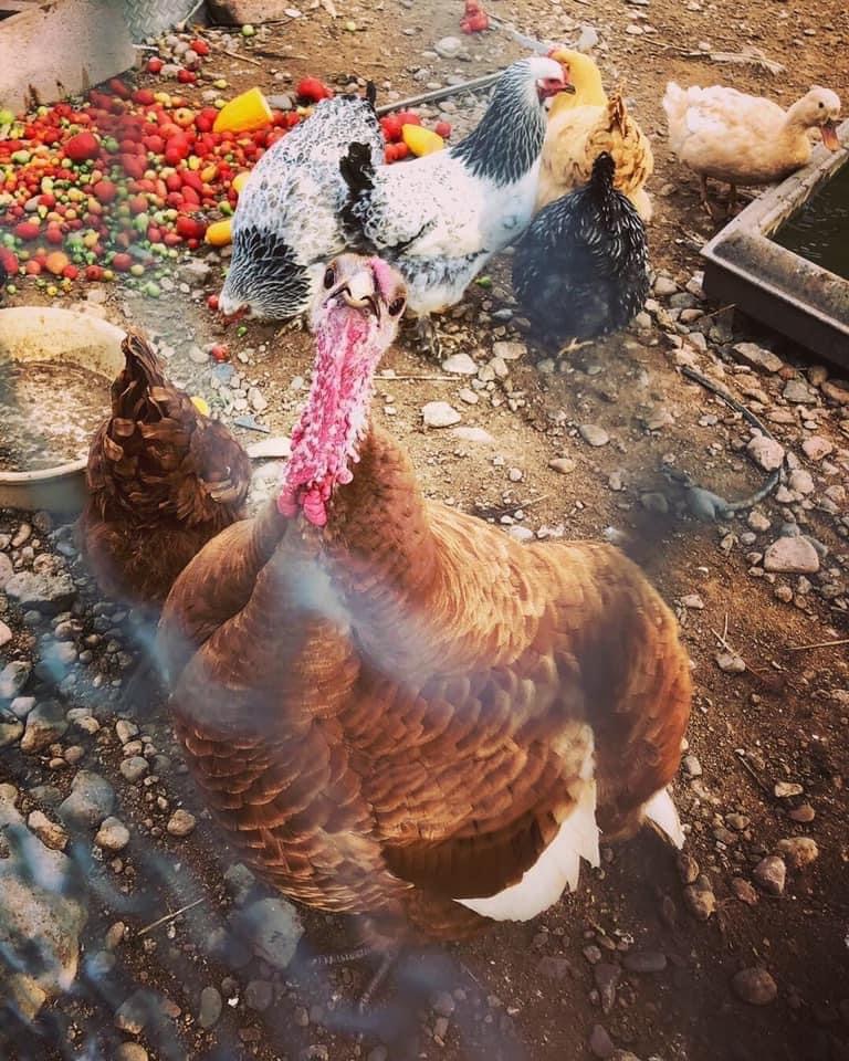 Chickens Eating Tomatoes