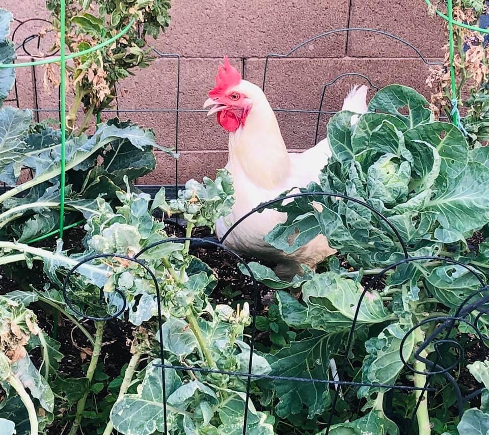 Chicken getting into the veggie patch