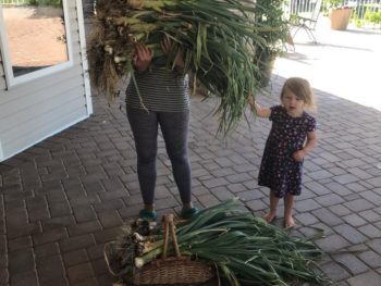 Garlic Harvests