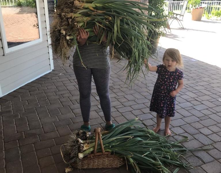 Garlic Harvests