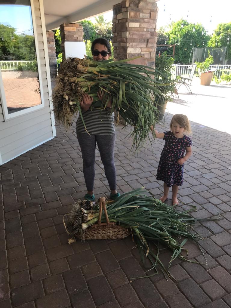 Garlic Harvests