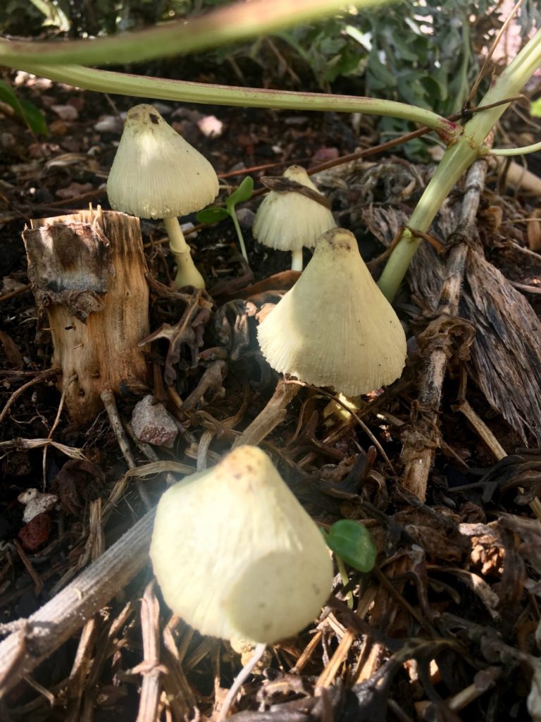 Fungi growing in mulch