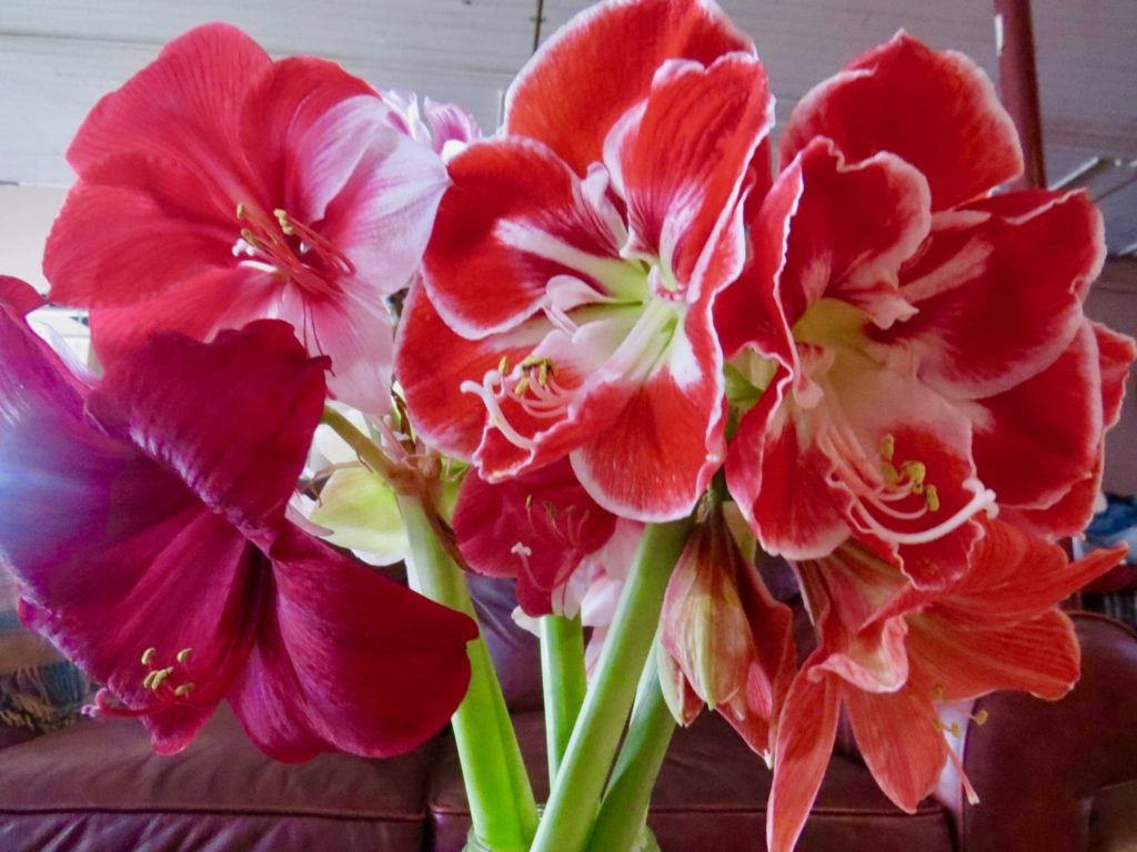 Amaryllis