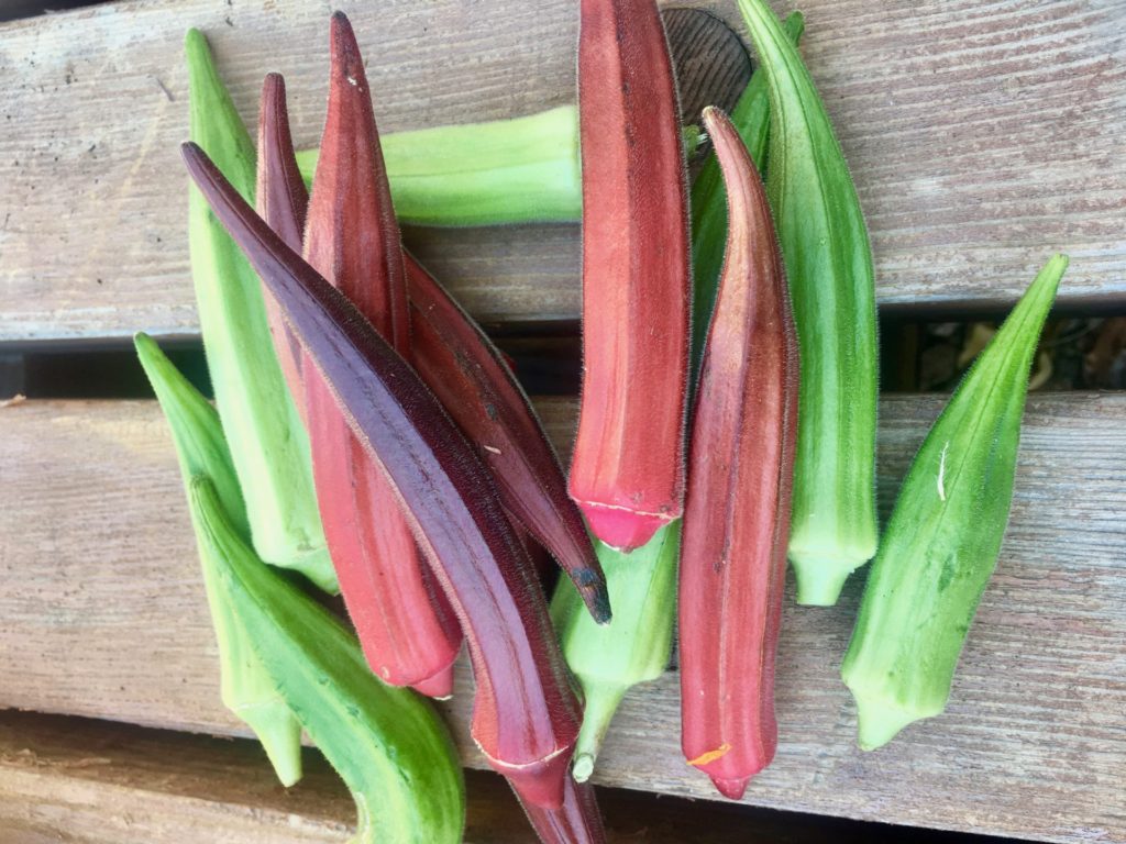 Okra Harvest