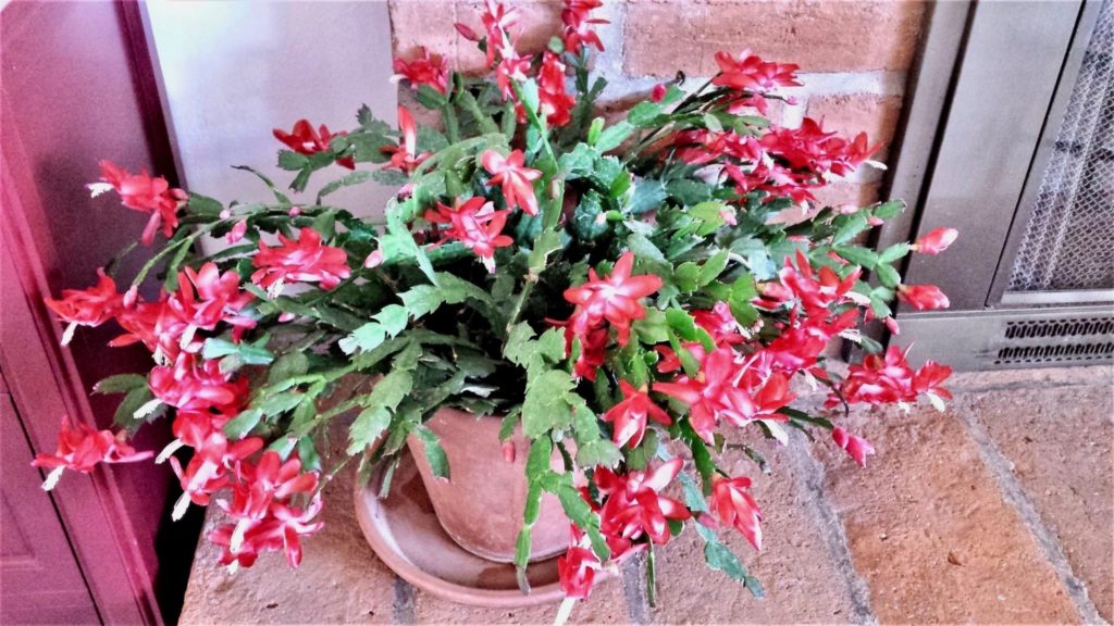 Christmas Cactus