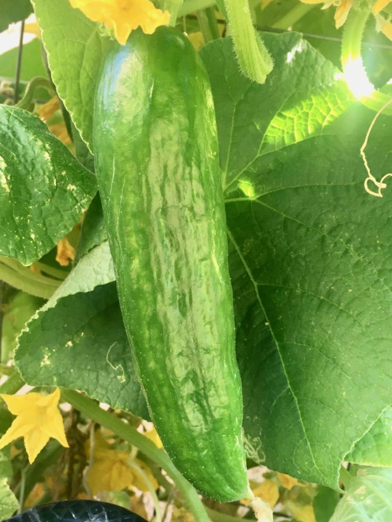 Beit Alpha Cucumber