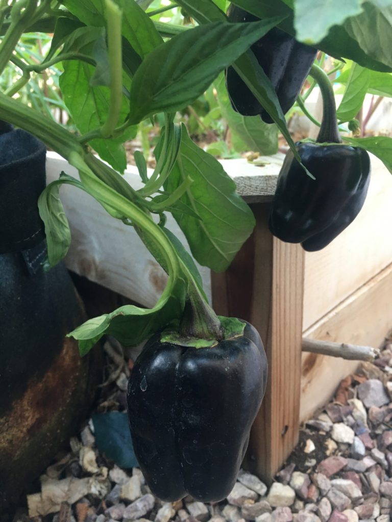 Zulu Peppers