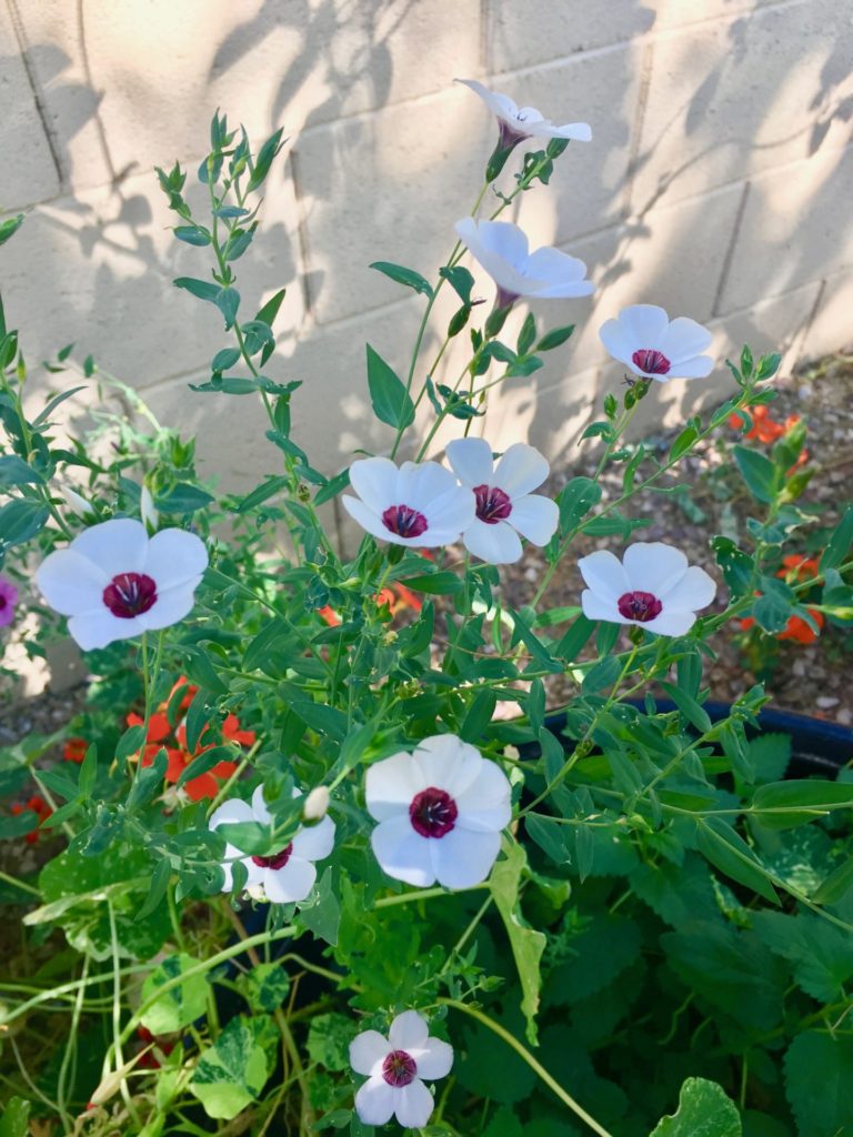 White Flax Flowers