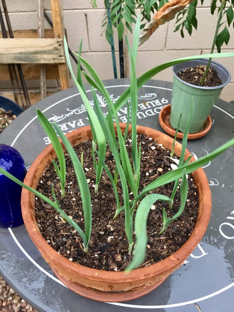 Maricopa Master Gardeners – Growing Garlic in the Desert and ask a Master  Gardener – Pinal NOW! Online