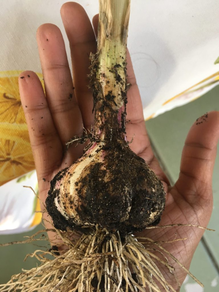 Harvesting Garlic