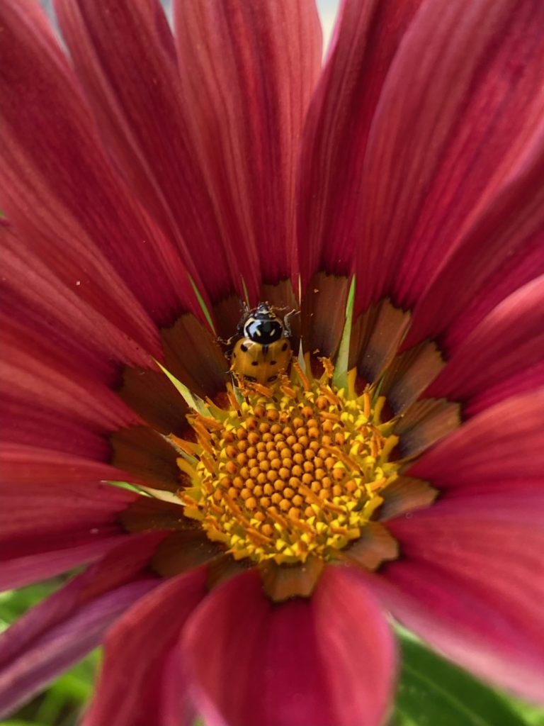 Gazania