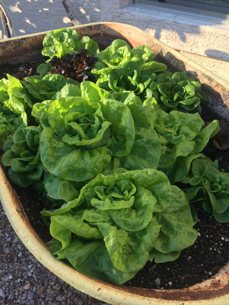 Container Gardening