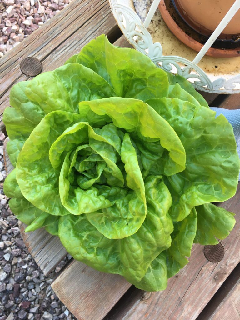 Homegrown Lettuce