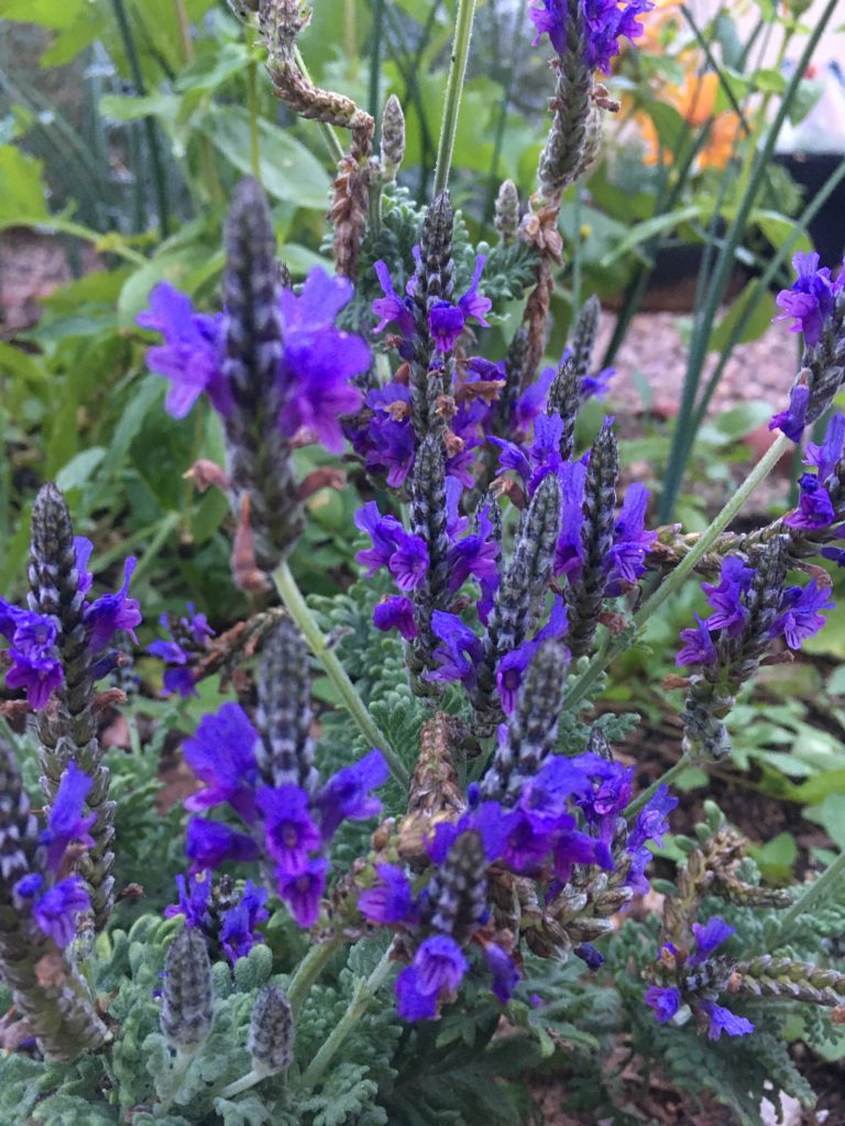 Lavender Plant Care: Growing Amazing Lavender in Your Garden - The Creek  Line House