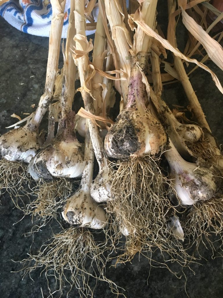Container Grown and Harvested Garlic