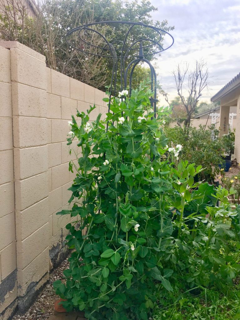 Peas Climbing Up a Trellis