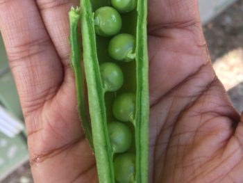 English Peas