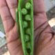 English Peas