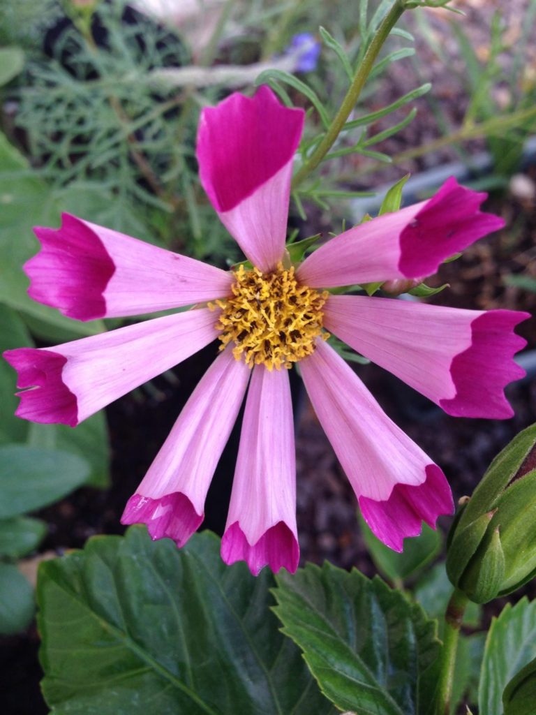 Seashell Cosmos