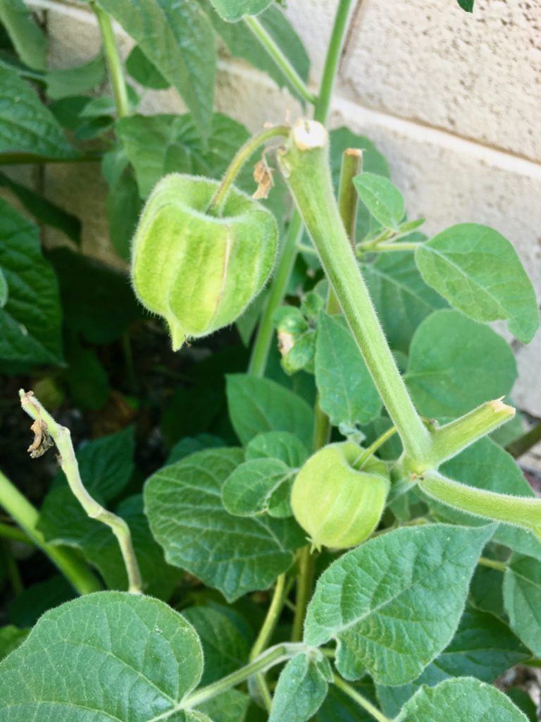 Cape Gooseberry