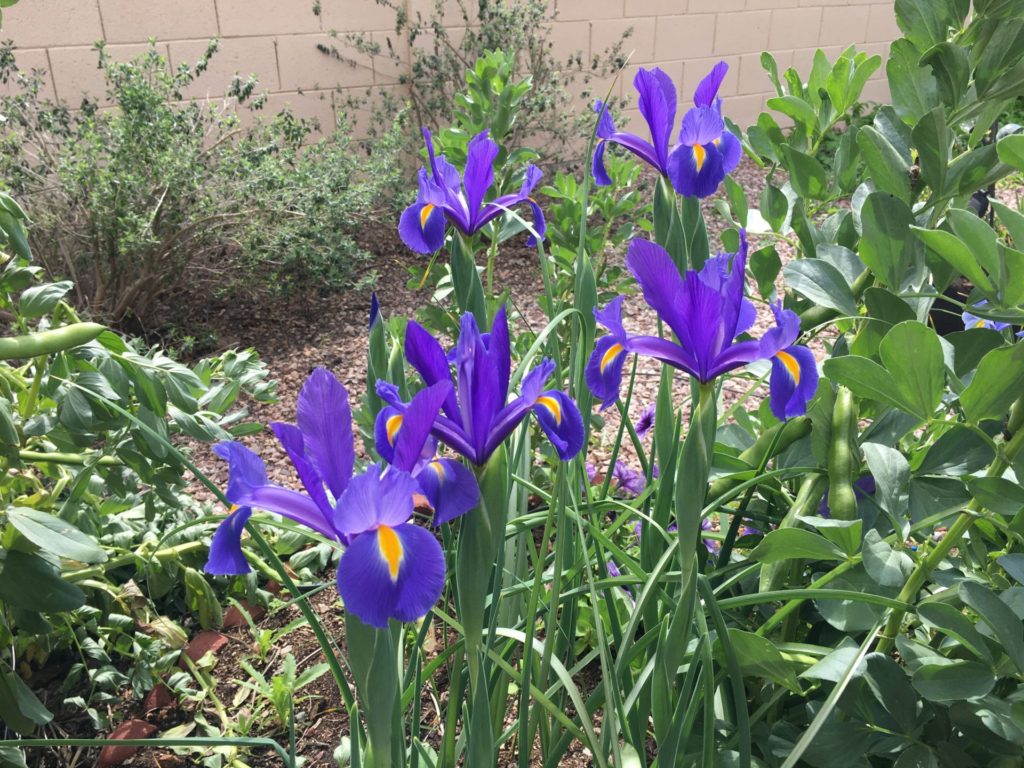 Dutch Iris